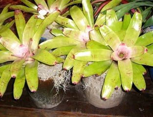 Display of Hawaiian bromeliads